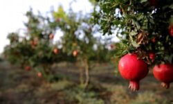Диетолог Капралова порекомендовала курильщикам употреблять гранаты и апельсины