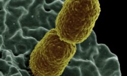Nature: кишечная бактерия YB328 усиливает эффект иммунотерапии рака